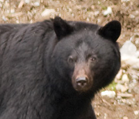 Black Bear