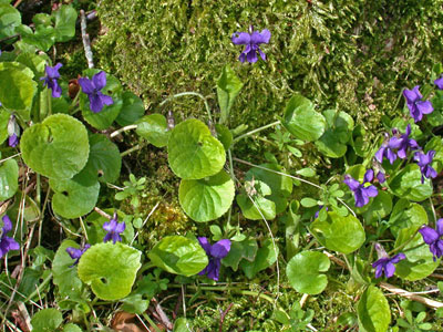 Martsviol