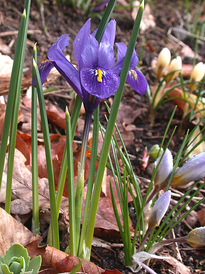 Iris