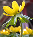 Eranthis