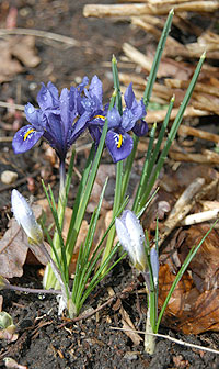Iris