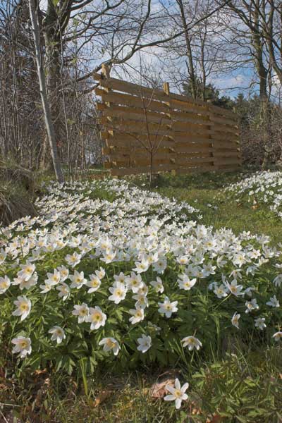 Hvid Anemone