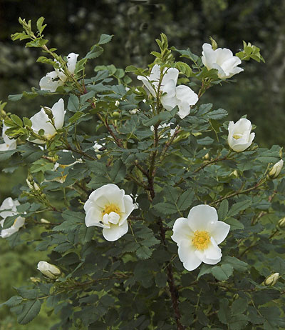 Klitrose