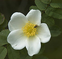 Klitrose