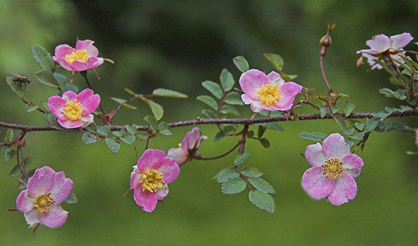 Threepenny Bit Rose