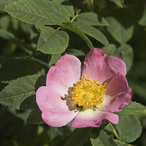 Bl&aring;gr&oslash;n Rose