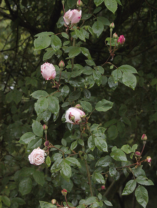 Arvensis splendens