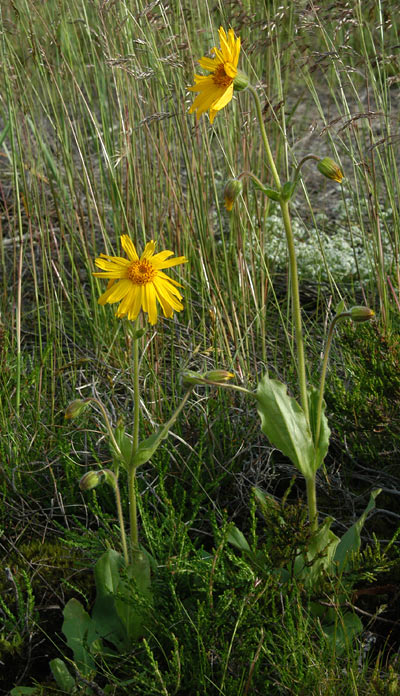 Guldblomme