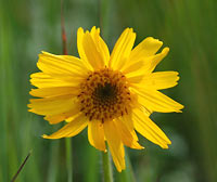 Guldblomme