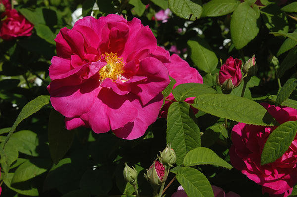 Apotekerrose