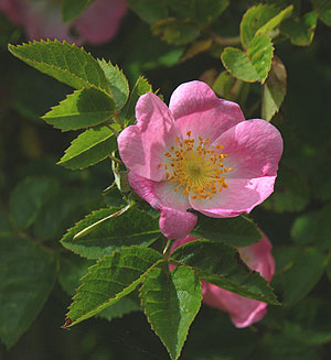 &AElig;blerose