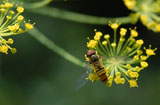 Svirreflue