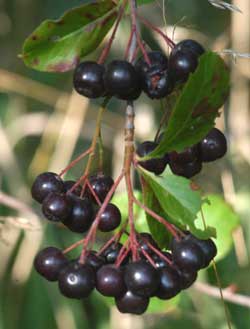 Aronia