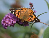 Tidselsommerfugl