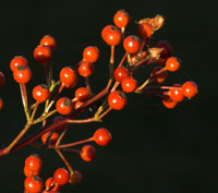 Hyben p&aring; Rosa Multiflora