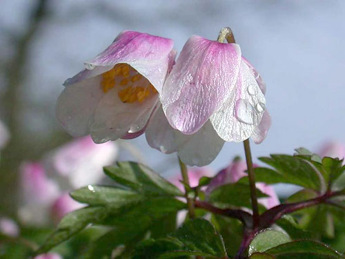 Hvid Anemone